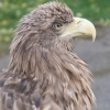 Орлан-белохвост (Haliaeetus albicilla)