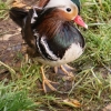 Мандаринка (Aix galericulata)