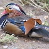 Мандаринка (Aix galericulata)