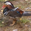 Мандаринка (Aix galericulata)
