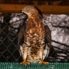 Осоед (Pernis apivorus)