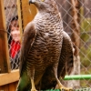 Осоед (Pernis apivorus)