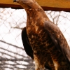 Осоед (Pernis apivorus)