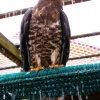 Осоед (Pernis apivorus)