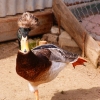 Хохлатая утка (Lophonetta specularioides)