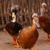 Хохлатая утка (Lophonetta specularioides)