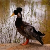 Хохлатая утка (Lophonetta specularioides)