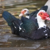 Домашняя мускусная утка (Cairina moschata var. dom.)
