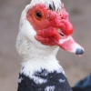 Домашняя мускусная утка (Cairina moschata var. dom.)