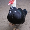 Домашняя мускусная утка (Cairina moschata var. dom.)