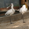 Колпица (Platalea leucorodia)