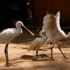 Колпица (Platalea leucorodia)