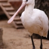 Колпица (Platalea leucorodia)