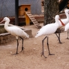 Колпица (Platalea leucorodia)