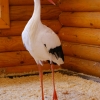 Белый аист (Ciconia ciconia)