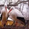 Белый аист (Ciconia ciconia)