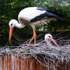 Белый аист (Ciconia ciconia)