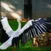Белый аист (Ciconia ciconia)