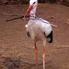 Белый аист (Ciconia ciconia)