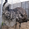 Эму (Dromaius novaehollandiae)