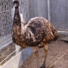 Эму (Dromaius novaehollandiae)