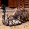 Эму (Dromaius novaehollandiae)