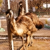 Эму (Dromaius novaehollandiae)