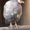Обыкновенная цесарка (Numida meleagris)