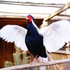 Серебряный фазан (Lophura nycthemera)