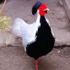 Серебряный фазан (Lophura nycthemera)