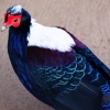 Тайваньский фазан (свайно) (lophura swinhoii)