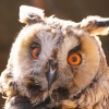Ушастая сова (Asio otus)