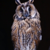 Ушастая сова (Asio otus)