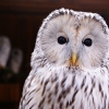 Длиннохвостая неясыть (Strix uralensis)
