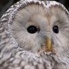 Длиннохвостая неясыть (Strix uralensis)