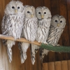 Длиннохвостая неясыть (Strix uralensis)