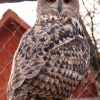 Филин (Bubo bubo)