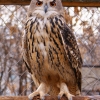 Филин (Bubo bubo)