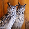 Филин (Bubo bubo)