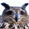 Филин (Bubo bubo)