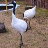 Японский журавль (Grus japonensis)