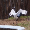 Японский журавль (Grus japonensis)