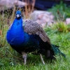 Павлин (Pavo cristatus)