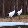 Японский журавль (Grus japonensis)