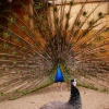 Павлин (Pavo cristatus)