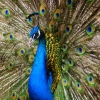 Павлин (Pavo cristatus)