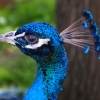 Павлин (Pavo cristatus)