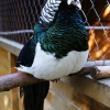 Алмазный фазан (Chrysolophus amherstiae)