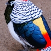 Алмазный фазан (Chrysolophus amherstiae)