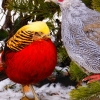 Золотой фазан (Chrysolophus pictus)